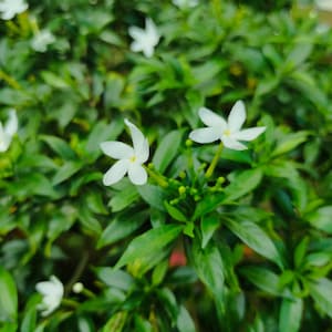 Puede incluir: Primer plano de un arbusto verde vibrante con múltiples flores blancas en forma de estrella. Las flores tienen un centro amarillo y están rodeadas de hojas verdes brillantes. La imagen resalta la belleza natural de la planta.