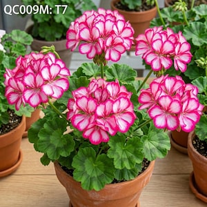 Bicolor Pink White Geranium 10 Seeds Apple Blossom Rosebud Pelargonium Garden