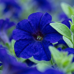 May include: A close-up of a vibrant blue petunia flower with a dark center and a small, green pistil. The petals are textured and ruffled, surrounded by green leaves and other blue flowers in the background.