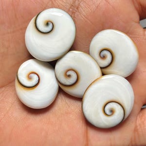 May include: Five polished Shiva eye shells, each featuring a smooth, rounded white surface with a distinct, dark brown spiral pattern centered on the front. These small, circular sea shell pieces exhibit a glossy finish and natural organic curves.