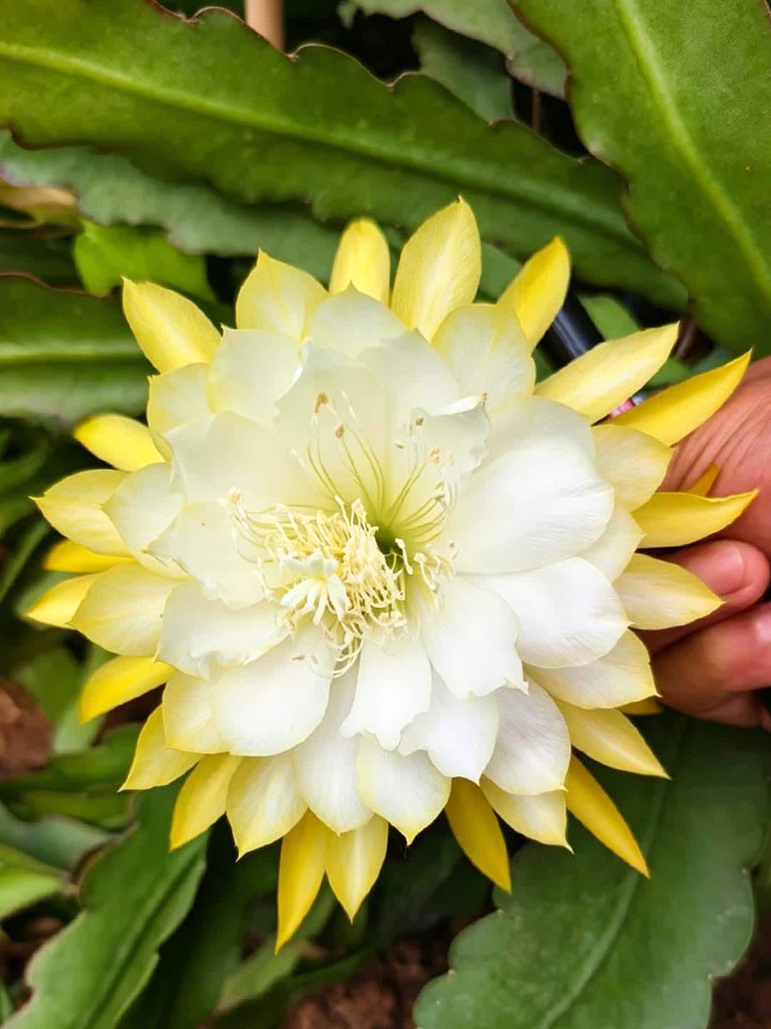花ページ Epiphyllum yellow - Etsy 日本
