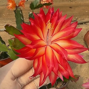 Puede incluir: Una vibrante flor de cactus epiphyllum con pétalos puntiagudos y superpuestos en tonos rojo intenso, naranja y amarillo. El centro presenta estambres amarillos finos y delicados. La flor está unida a un tallo suculento verde y segmentado.