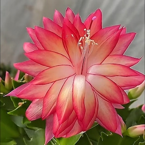Novo Cacto de Natal Híbrido | Schlumbergera Truncata (M136C), Muda de 5 cm, Suculenta Rara