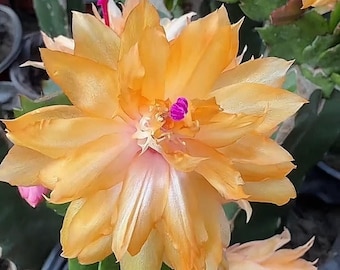 Nuevo cactus de Navidad híbrido / Schlumbergera Truncata (M126C), esqueje de 2'', suculenta rara