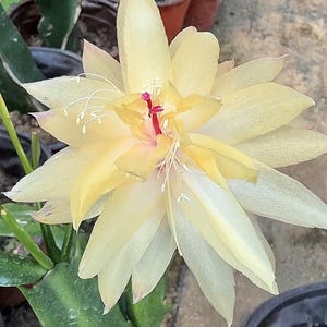 Pode incluir: Uma flor de cacto Schlumbergera em floração com múltiplas camadas de pétalas pontiagudas amarelo-pálido. O centro apresenta um pistilo magenta vibrante rodeado por delicados estames brancos. A flor está ligada a um caule suculento verde segmentado.