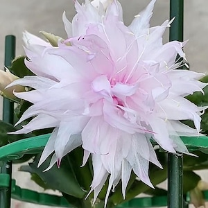 Puede incluir: Una flor de cactus Epiphyllum en floración con numerosos pétalos delicados y puntiagudos de color rosa pálido y blanco que irradian desde el centro. La flor está sostenida por un tutor circular de plástico verde y hojas suculentas de color verde oscuro.