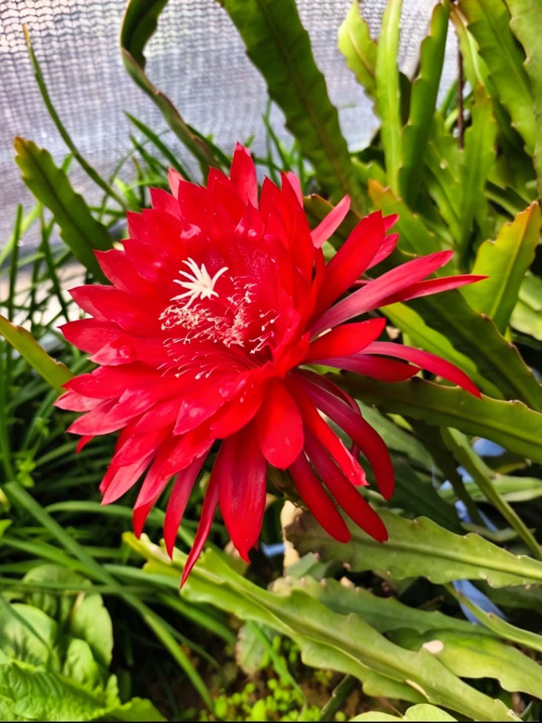 Epiphyllum plant red - Etsy sterreich