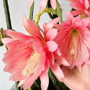 Epiphyllum orchid cactus - Etsy.de