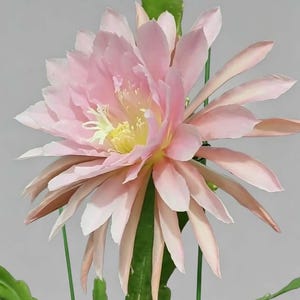 Orchidee cactus - Etsy sterreich