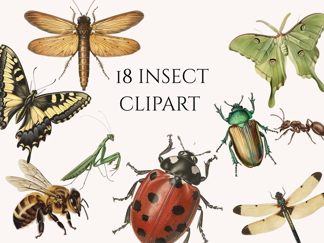 Vintage Insect Clipart Bundle, Natural History Bugs (digital Download ...