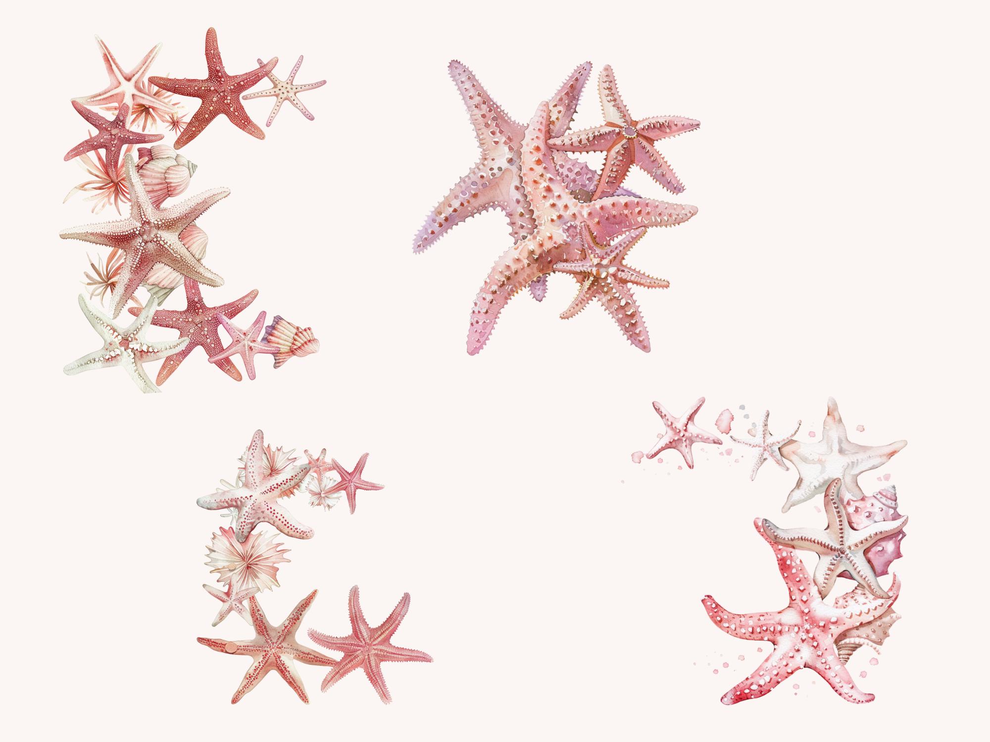 Watercolor Starfish Clipart Bundle, Coastal Sea Star Graphics (digital ...