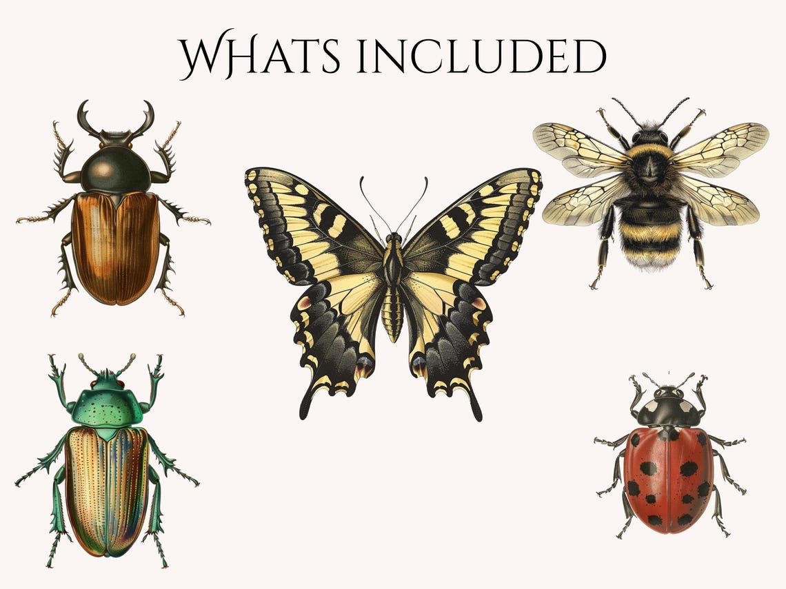 Vintage Insect Clipart Bundle PNG - Antique Natural History Bugs ...