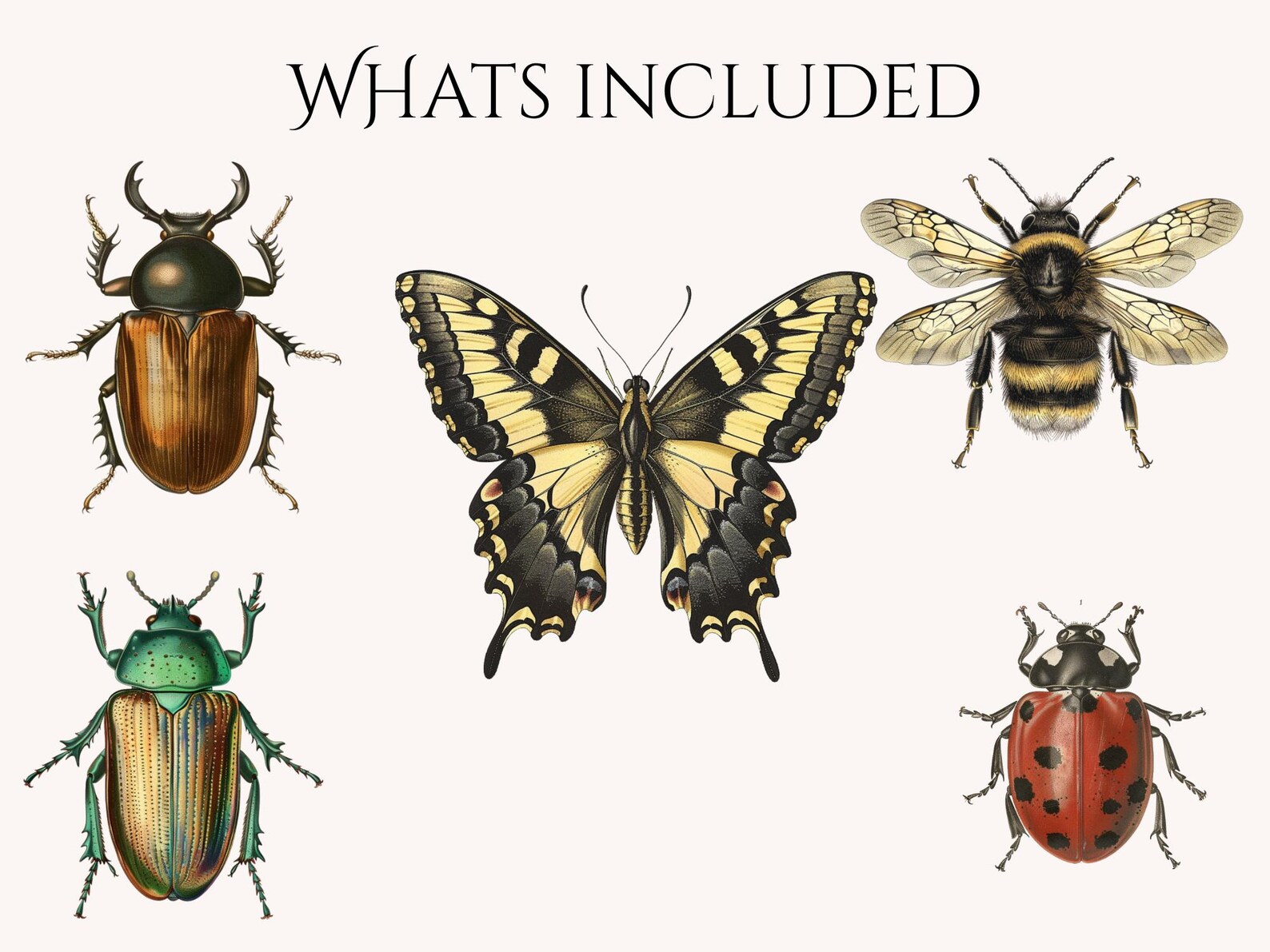 Vintage Insect Clipart Bundle PNG - Antique Natural History Bugs ...