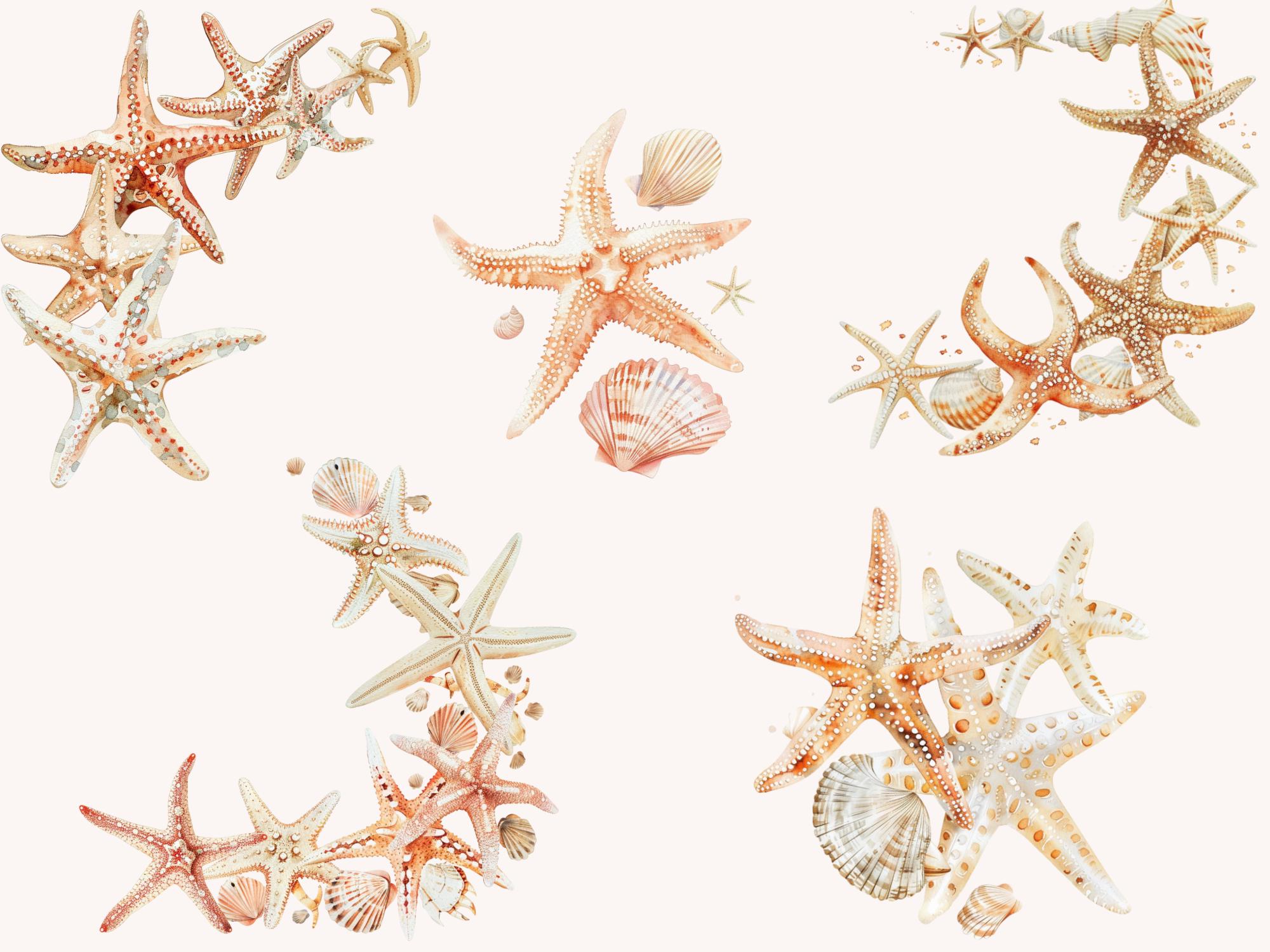 Watercolor Starfish Clipart Bundle, Coastal Sea Star Graphics (digital ...