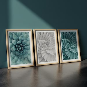 以下が含まれることがあります： 多肉植物のクローズアップ画像を特徴とする3つの額入りプリント。プリントは天然木のフレームと白いマットが付いています。多肉植物の画像は緑とグレーの色合いで、スパイラルパターンになっています。