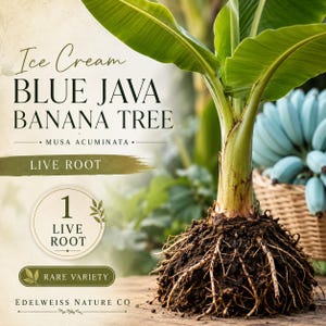 May include: A Blue Java Banana Tree live root with green leaves and exposed roots. The image includes text that reads "Ice Cream Blue Java Banana Tree" and "Rare Variety". A basket of blue bananas is in the background.