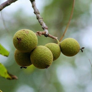 May include: A cluster of five round, green walnuts hanging from a thin, woody branch. Each walnut has a textured, matte husk with a small, dark, pointed tip at the base. The fruits are grouped together, suspended by short stems from the main branch.