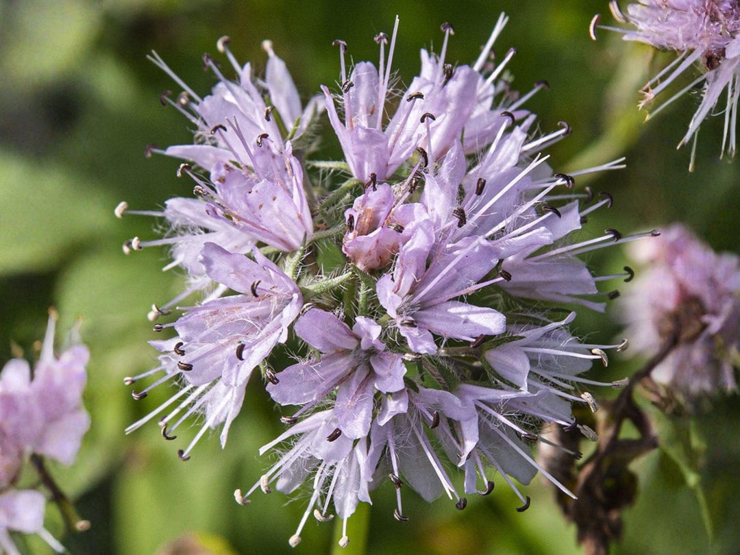 Hydrophyllum Virginianum 10 Seeds – Virginia Waterleaf Native Woodland ...