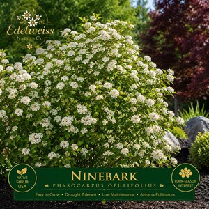 May include: A Ninebark Physocarpus opulifolius shrub with dense green foliage and clusters of small white flowers. The image includes the text Edelweiss NatureCo, Ninebark, Physocarpus opulifolius, Native Shrub USA, and Four-Season Interest.