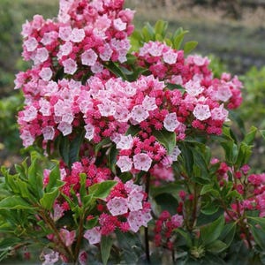 May include: Close-up of a mountain laurel shrub with clusters of pink and white flowers. The flowers are in full bloom, with a mix of deep pink buds and lighter pink petals. The green leaves provide a contrasting backdrop.