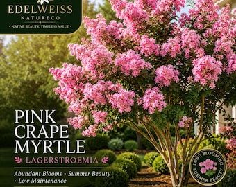Peut inclure: Un arbre Lagerstroemia, appelé Pink Crape Myrtle, présentant d'abondantes grappes de fleurs roses éclatantes. L'image contient les textes suivants : Pink Crape Myrtle, Lagerstroemia, Abundant Blooms, Summer Beauty, Low Maintenance, Vibrant Blooms, Full Sun, et Pollinator Friendly.