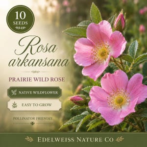 May include: Image of a packet of 10 seeds for Rosa arkansana, also known as Prairie Wild Rose. The image features vibrant pink flowers with yellow centers and green leaves. The packet highlights it as a native wildflower, easy to grow, and pollinator-friendly.