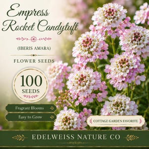 spurge plant 'Urge to Splurge' Euphorbia main image 0