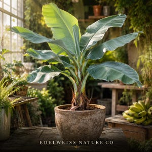 Ice Cream Banana Plant – Blue Java Musa Starter – Tropical Garden Rooted Live Plant