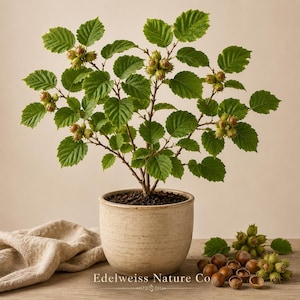 May include: A potted hazelnut plant with green leaves and developing nuts. The plant is in a beige ceramic pot, with some nuts and a cloth on a wooden surface. The text "Edelweiss Nature Co" is visible.
