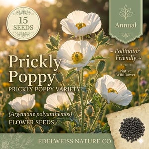 May include: Image of Prickly Poppy flower seeds. The image shows several white flowers with yellow centers and green stems. The text on the image says "Prickly Poppy" and "Flower Seeds". The image also includes the text "Annual", "Pollinator Friendly", and "Native Wildflower".