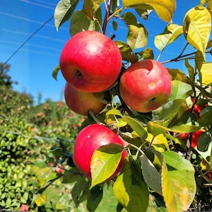 Puede incluir: Primer plano de una rama de árbol cargada de manzanas rojas maduras. Las manzanas son de un color rojo vibrante, algunas muestran un ligero tono amarillo. Hojas verdes y amarillas rodean las manzanas contra un cielo azul brillante.