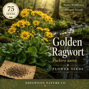 May include: Image of Golden Ragwort flower seeds. The image shows a close-up of bright yellow flowers with green leaves. The text on the image says "75 Seeds", "Native Wildflower", "Pollinator Friendly", "Golden Ragwort", and "Flower Seeds".