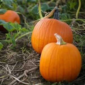 May include: Three vibrant orange pumpkins resting in a garden patch. The two pumpkins in the foreground are round and smooth with light brown stems, while a third, slightly larger pumpkin sits partially obscured by green leaves in the background.