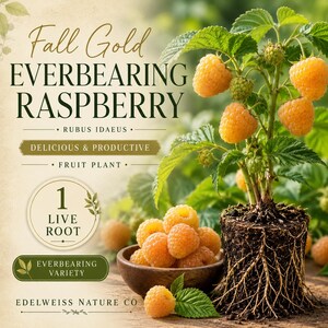 May include: A Fall Gold Everbearing Raspberry plant with exposed roots and golden berries. Text reads: Fall Gold Everbearing Raspberry, Rubus Idaeus, Delicious & Productive Fruit Plant, 1 Live Root, Everbearing Variety, Edelweiss Nature Co.