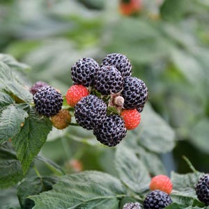 May include: A cluster of ripe black raspberries and several unripe red and light-colored berries attached to a green stem with textured, serrated leaves. The dark berries have a bumpy, spherical surface texture and are growing on a bush.