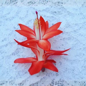 May include: A vibrant Schlumbergera flower featuring layered, pointed petals in a bright orange-red hue that transition to a crisp white base. The center of the bloom displays a prominent white stamen structure topped with delicate yellow pollen.