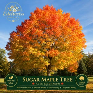 May include: A Sugar Maple tree, Acer saccharum, with vibrant orange and yellow autumn foliage against a blue sky. The image includes the text Edelweiss NatureCo, Sugar Maple Tree, Acer saccharum, Native Tree USA, and Premium Quality.