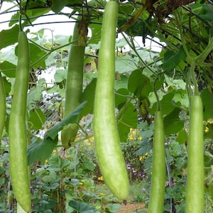 May include: A collection of long, green gourds hanging from vines with large green leaves. The gourds are elongated and cylindrical, with a smooth texture. The image is taken outdoors in natural light, showcasing the gourds in their natural environment.