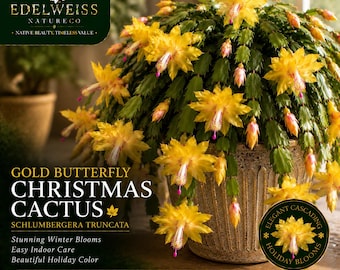 Peut inclure: Un cactus de Noël Gold Butterfly, Schlumbergera truncata, avec des fleurs jaune vif et des étamines à pointe rose. La plante est dans un pot texturé de couleur claire. Le texte inclut 'EDELWEISS NATURECO' et 'GOLD BUTTERFLY CHRISTMAS CACTUS'.