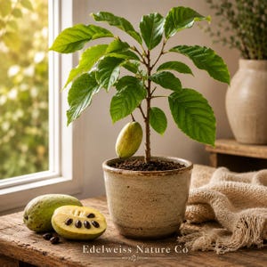 May include: A potted plant with large green leaves and a single, oblong fruit. Beside the plant, a whole and a halved fruit are displayed, revealing dark seeds. The pot is ceramic, and the scene is set on a wooden surface near a window.