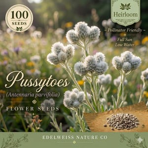 May include: A packet of Pussytoes (Antennaria parvifolia) flower seeds featuring a label with the text 100 SEEDS, Heirloom, Pollinator Friendly, Full Sun, Low Water, and EDELWEISS NATURE CO. The image shows white fuzzy flower clusters.