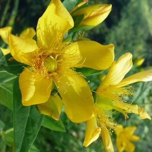 May include: Close-up of vibrant yellow flowers with prominent stamens and delicate petals. The flowers are in full bloom, showcasing their intricate details against a backdrop of green foliage. The image captures the natural beauty of the plant.