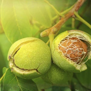 May include: Two green walnuts hanging from a branch with leaves. One walnut is fully enclosed in a smooth, light green husk with a small crack, while the other has a partially opened husk revealing the textured brown shell inside.