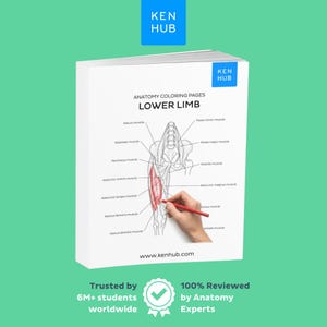 Peut inclure: Un livre de coloriage d'anatomie blanc intitulé "Anatomy Coloring Pages Lower Limb" avec le logo Ken Hub. Le livre présente des illustrations anatomiques détaillées du membre inférieur, avec une main colorant un muscle en rouge. Le texte "Trusted by 6M+ students worldwide" est visible.