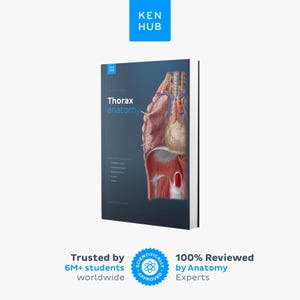 Könnte beinhalten: Ein dunkelblaues Lehrbuch mit dem Titel Thorax anatomy von Kenhub, das eine detaillierte anatomische Illustration des menschlichen Brustkorbs zeigt, einschließlich Herz, Lunge und Mediastinum, mit Text und einem wissenschaftlichen Siegel.