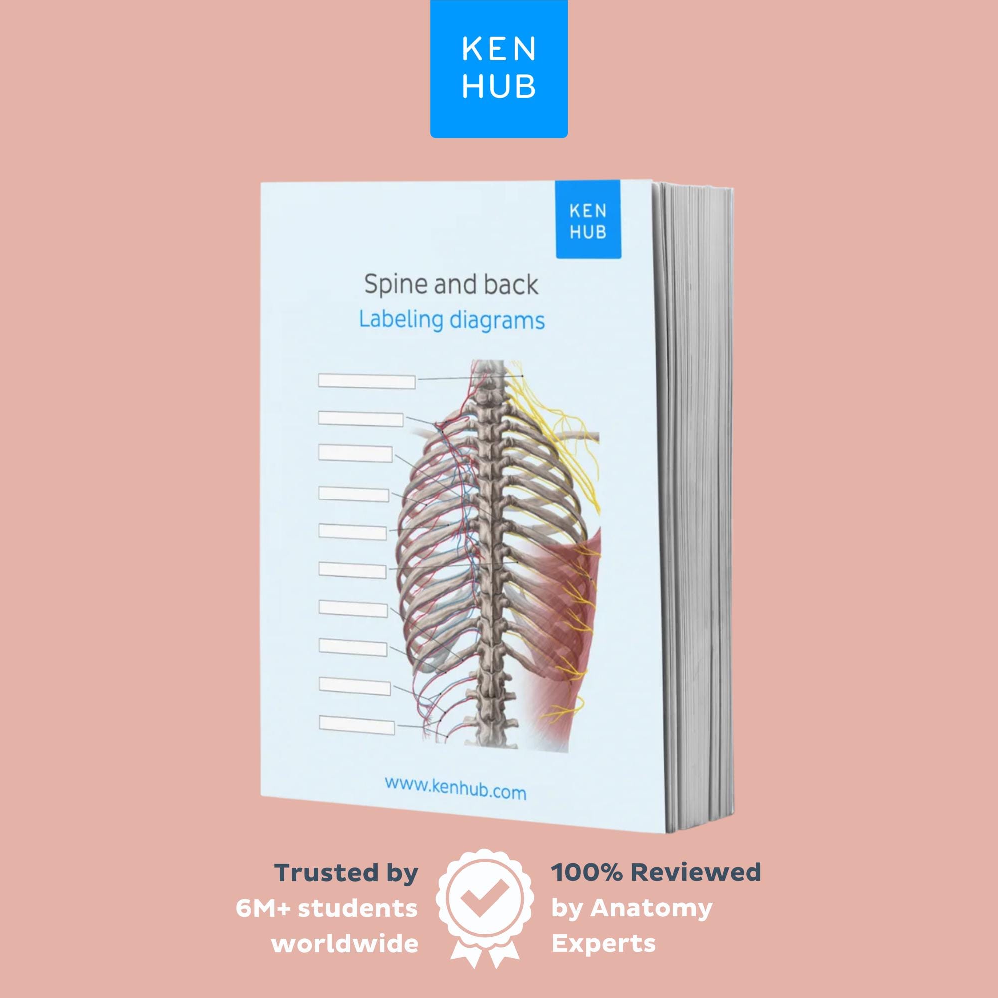 Back and Spine Anatomy Labeling Worksheets With Keys | Vertebrae