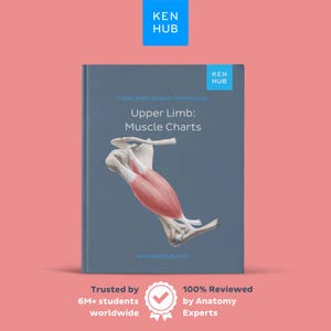May include: A textbook titled "Upper Limb: Muscle Charts" with a detailed anatomical illustration of arm muscles. The cover is a muted blue with the Ken Hub logo in the upper right corner. The text "Cheat Sheet (English Terminology)" is also visible.