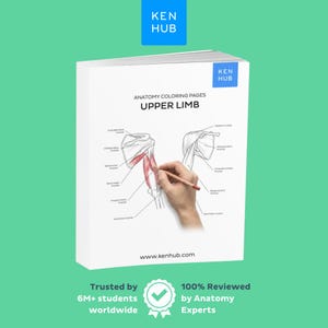 Puede incluir: Un libro blanco titulado "Anatomy Coloring Pages Upper Limb" con un diagrama del brazo. El libro tiene el logotipo de Kenhub en la esquina superior derecha y la dirección del sitio web www.kenhub.com en la parte inferior.