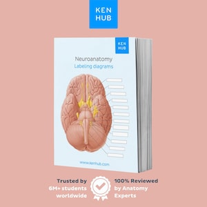 May include: A textbook titled "Neuroanatomy Labeling diagrams" displays a detailed brain diagram. The book has a light blue cover with the "KEN HUB" logo. The text "Trusted by 6M+ students worldwide" and "100% Reviewed by Anatomy Experts" are also visible.