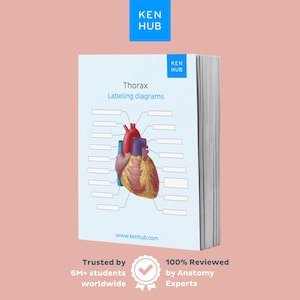 May include: A textbook titled "Thorax Labeling diagrams" with a detailed illustration of a heart. The book has a light blue cover with the "KEN HUB" logo. The text "Trusted by 6M+ students worldwide" and "100% Reviewed by Anatomy Experts" are also visible.